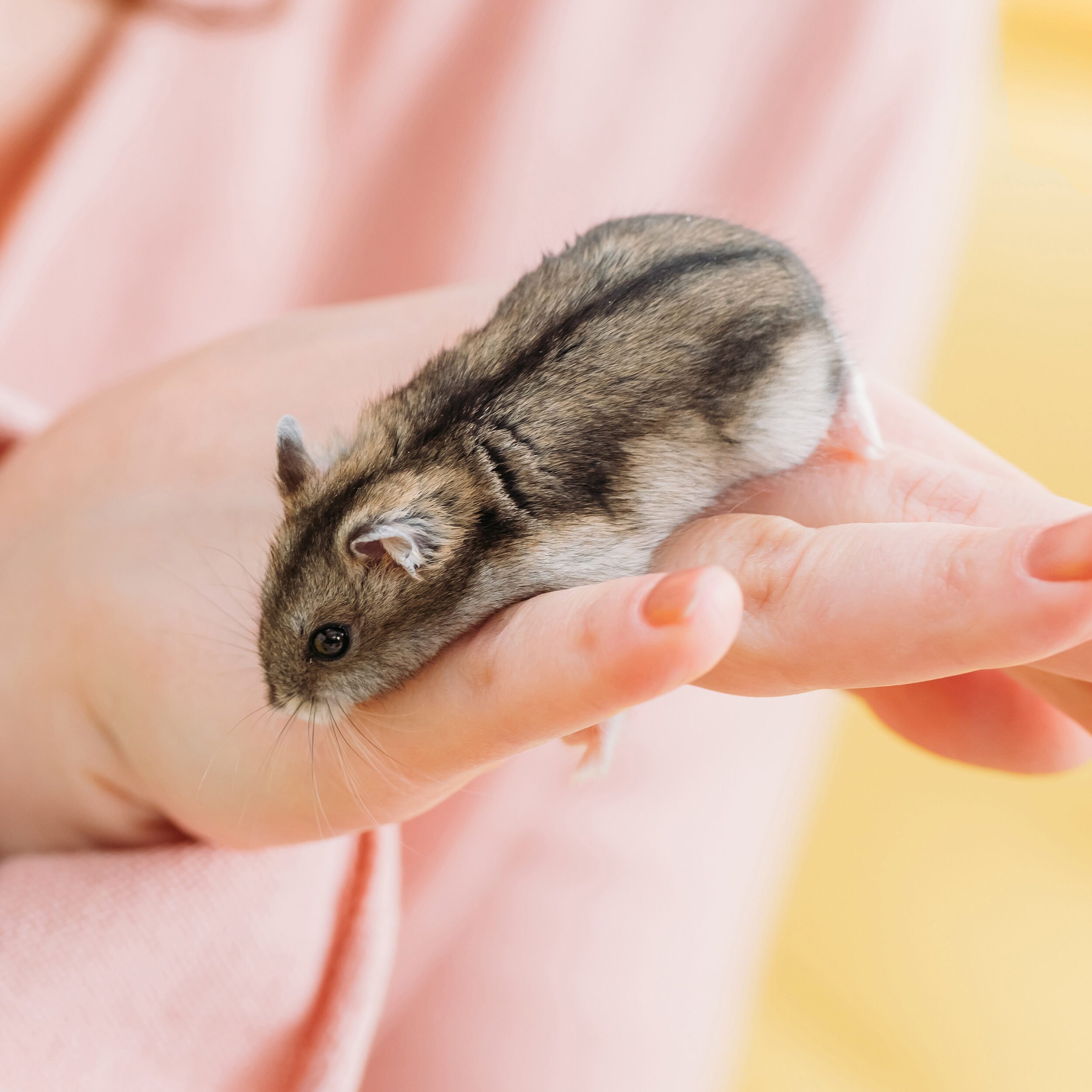 Best 5 Hamster Clipart Options for Your Projects in 2025
