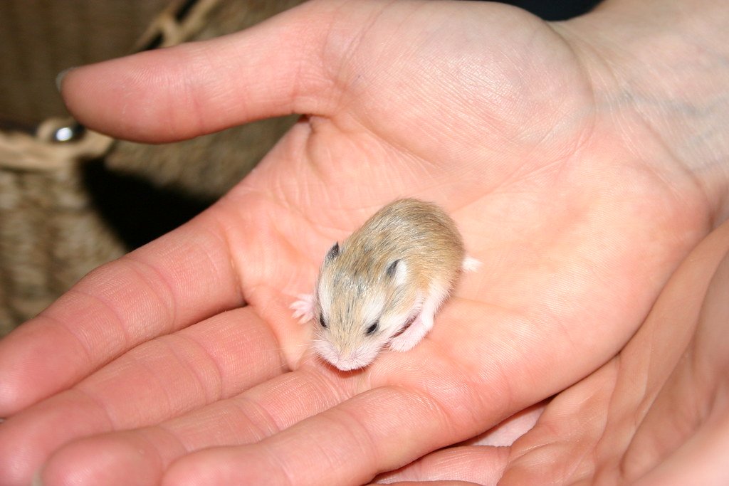 Smart Ways to Choose Unique Boy Hamster Names in 2025: Discover Fun Ideas!
