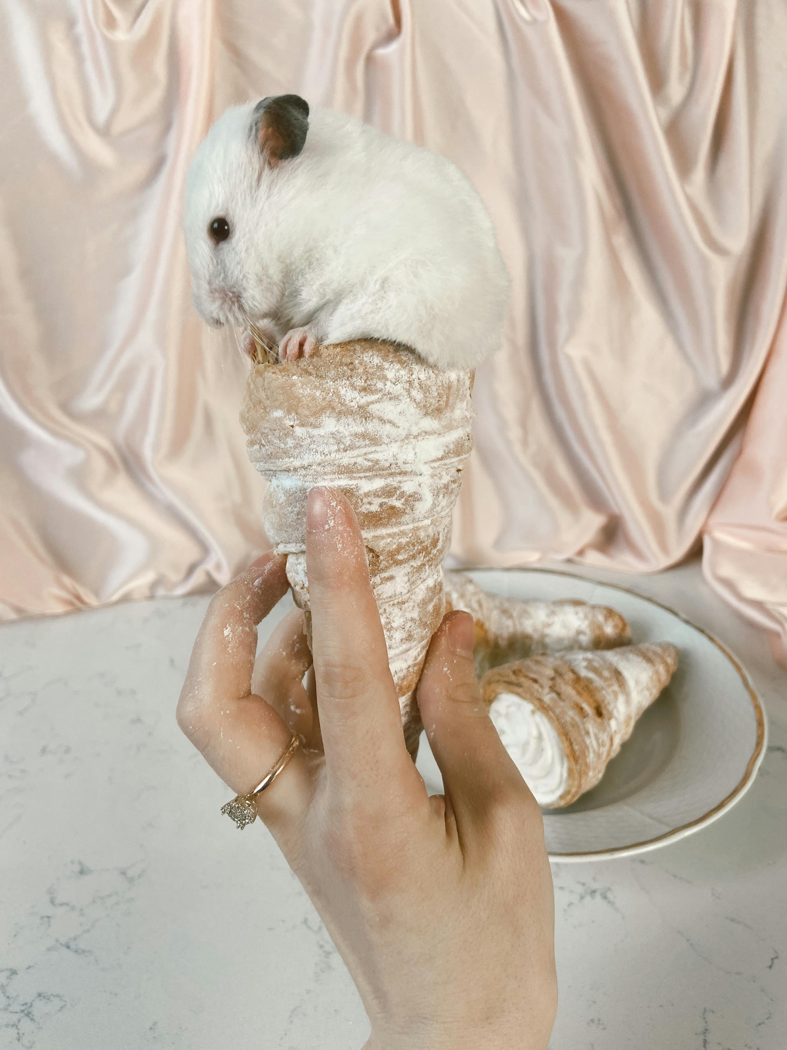 Smallest Rabbit Breed