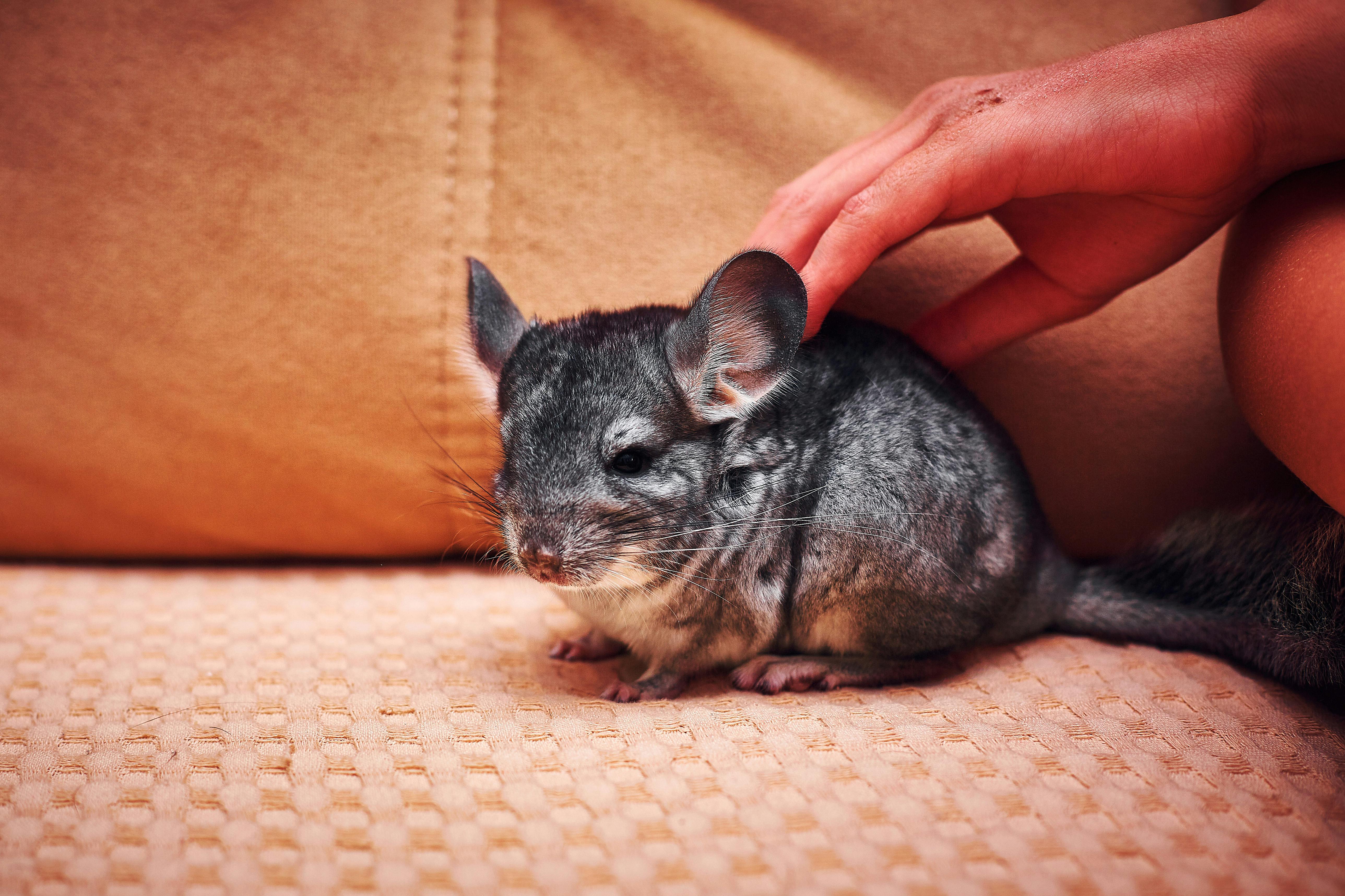 Small Pig Breeds