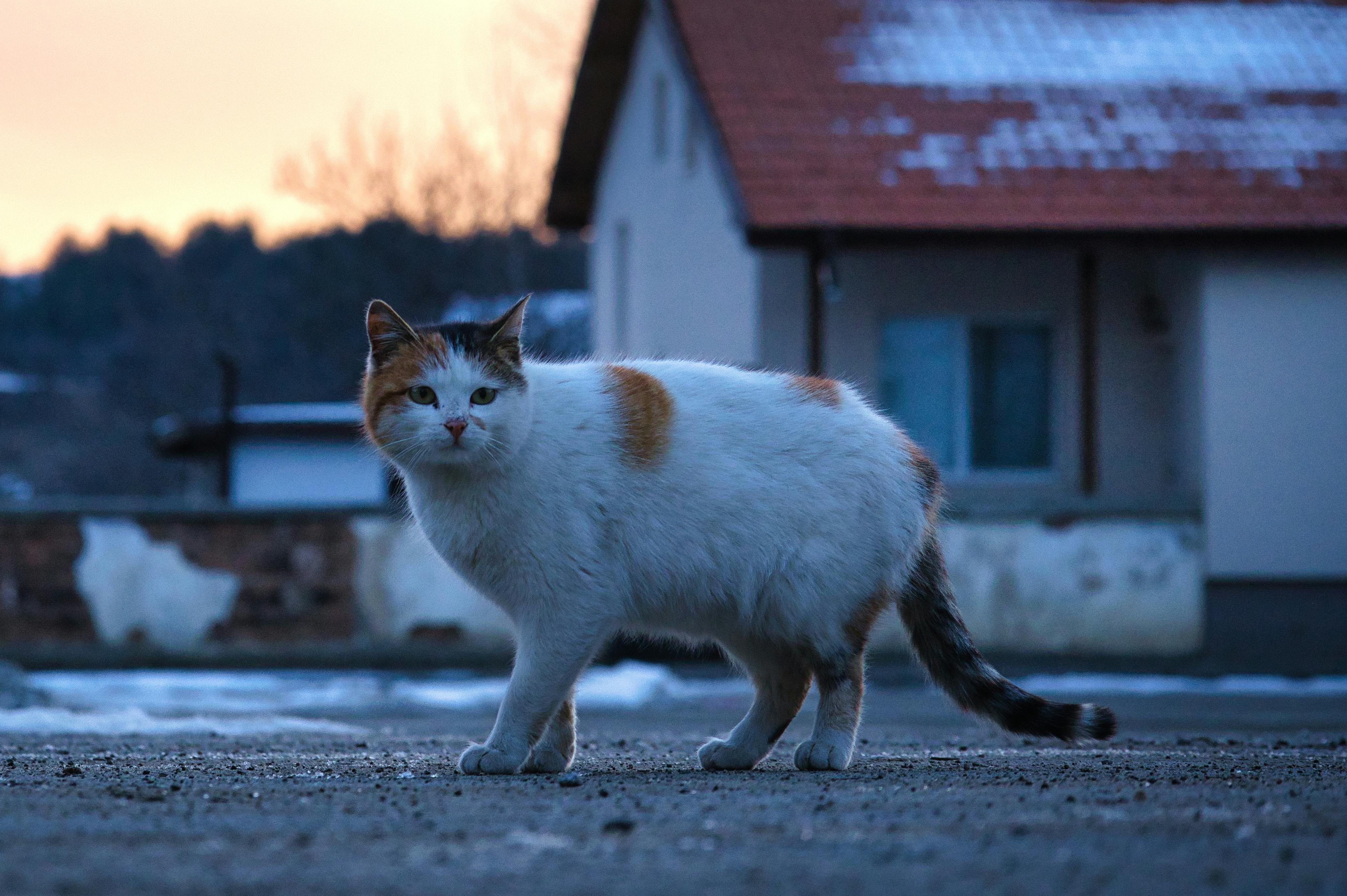 How to Find 10 Amazing Fluffy Baby Animals This 2025