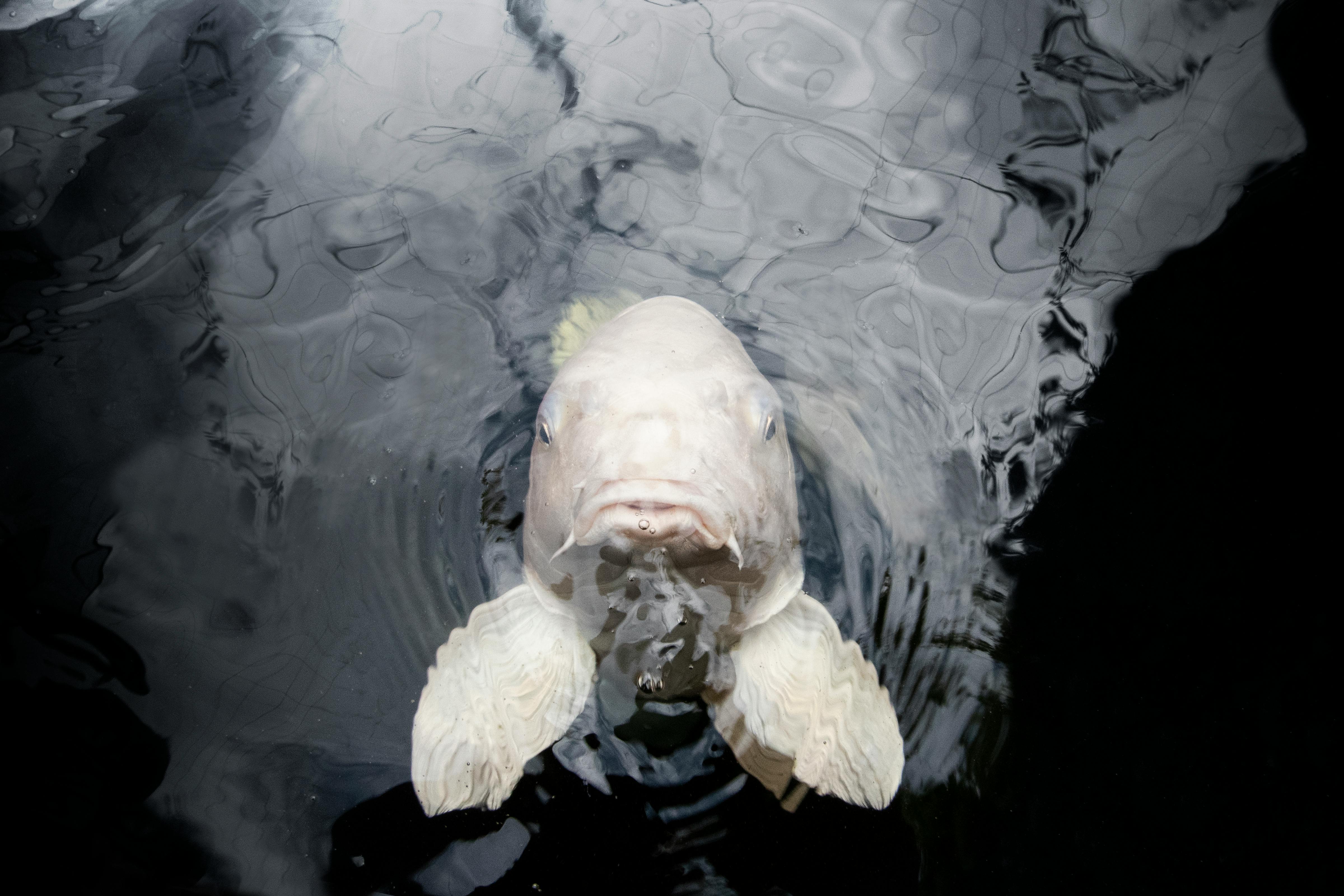 Cute Fish: 5 Proven Types You Must See in 2025!