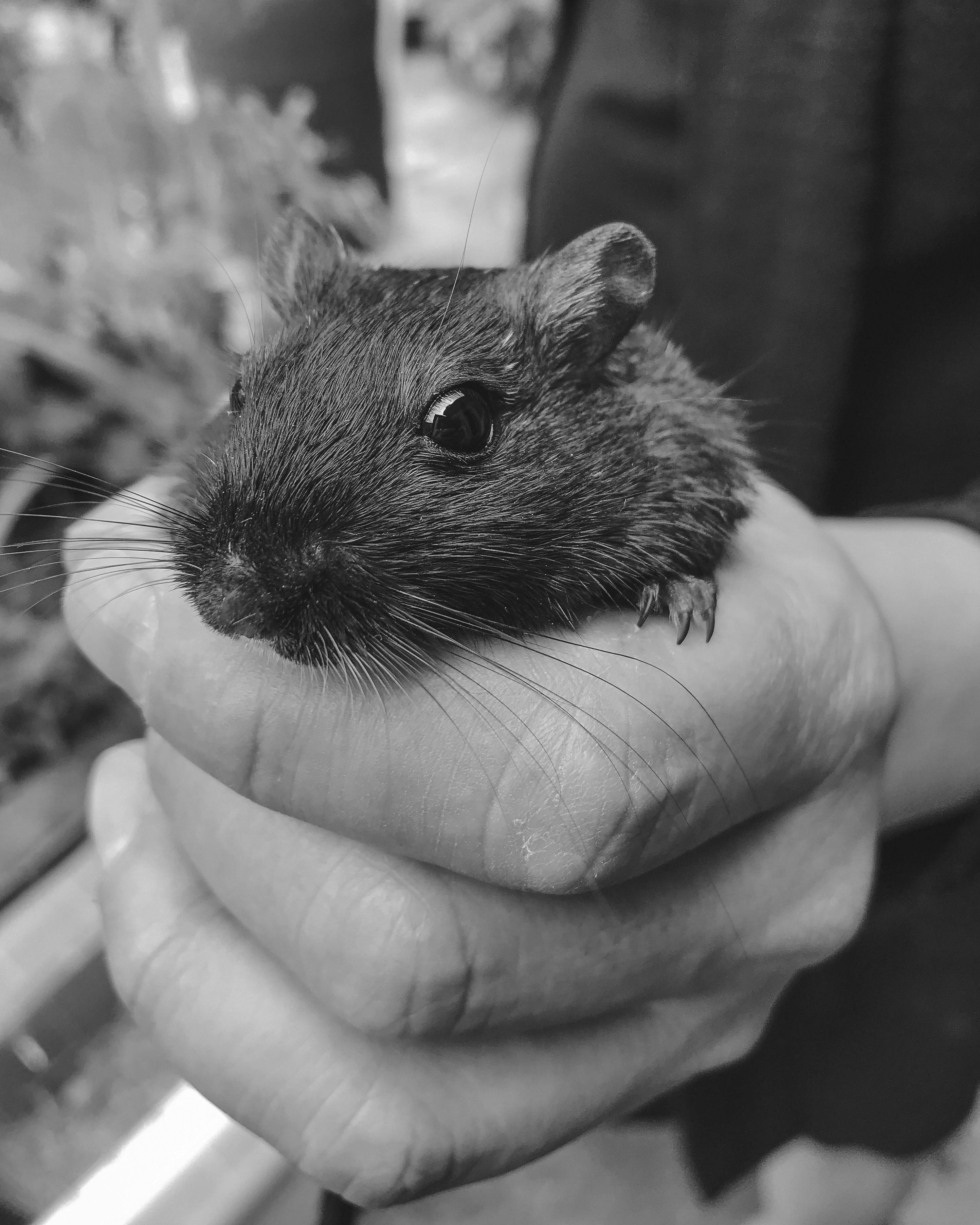 Baby Dwarf Hamster