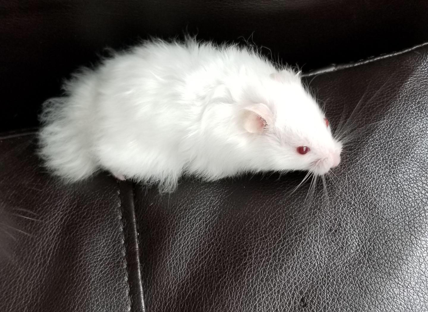 Fluffy Long Haired Hamster