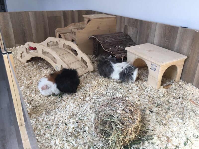 Guinea Pig Bedding