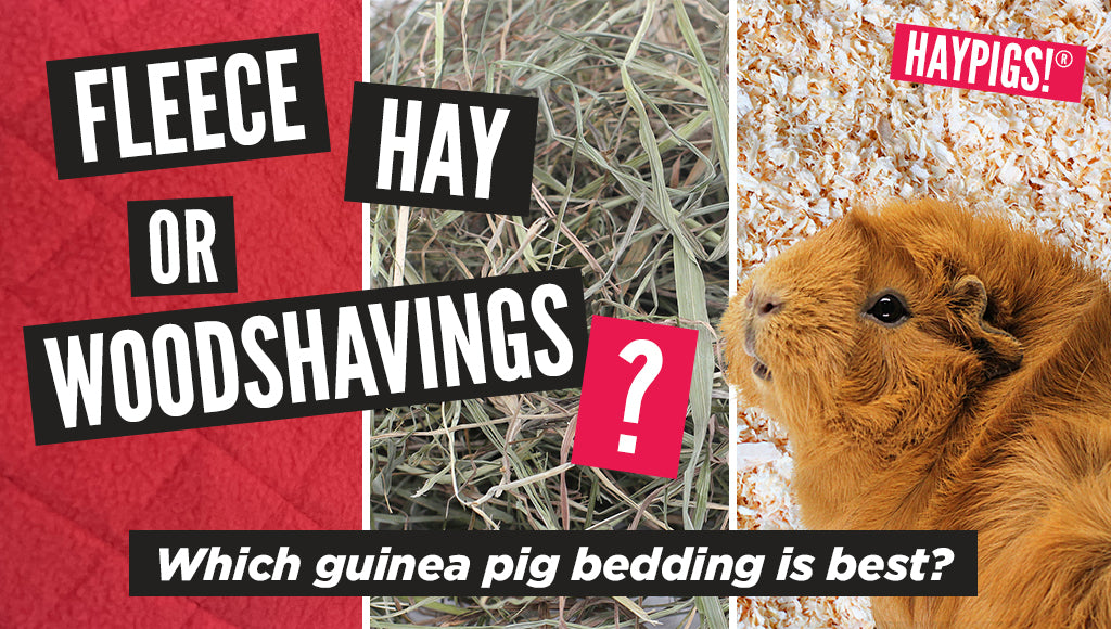 Cozy Bedding for Guinea Pigs