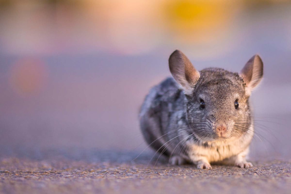 Taking Care of Chinchillas