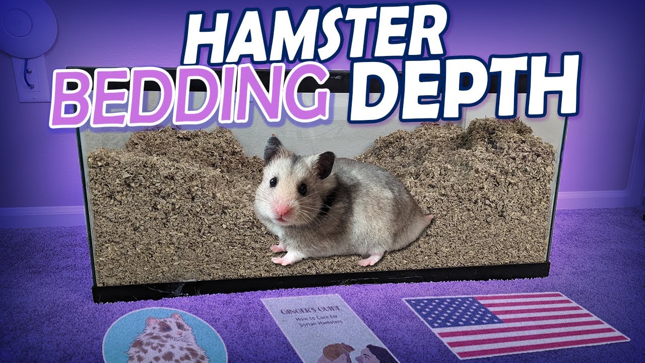 Syrian Hamster