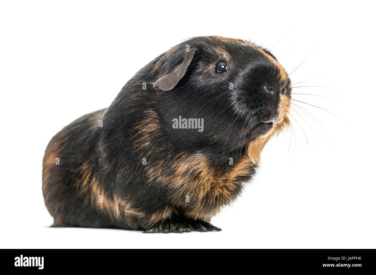 Habitat for Black Guinea Pig