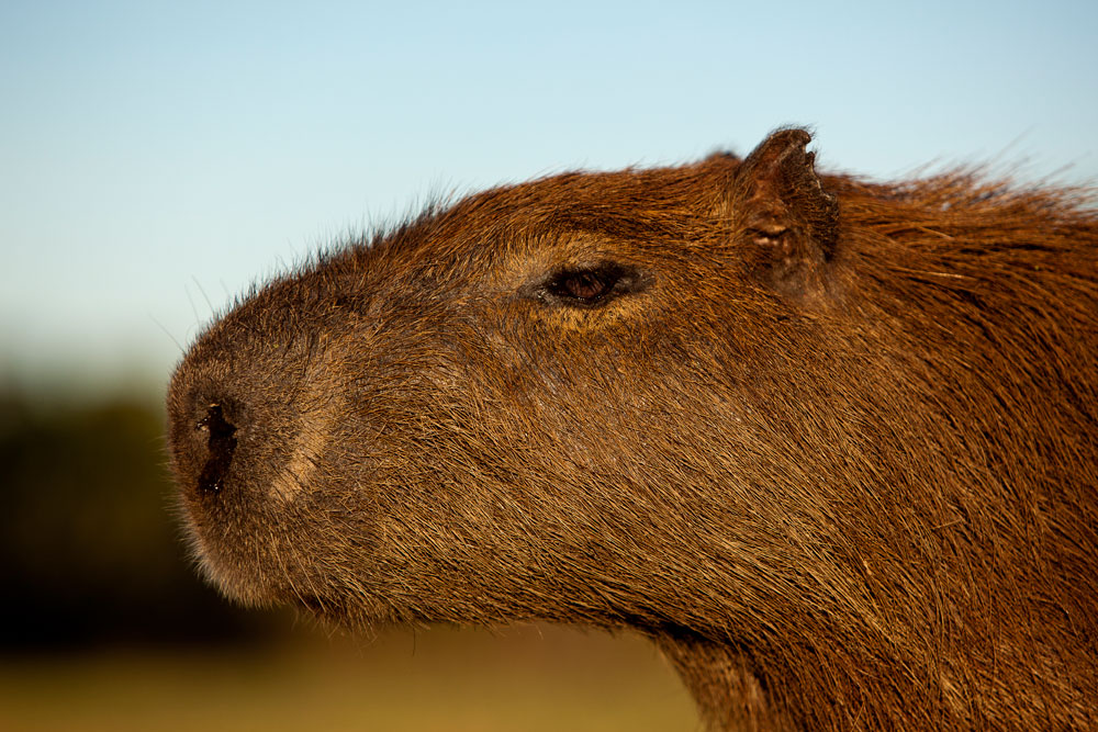 Another Big Guinea Pig