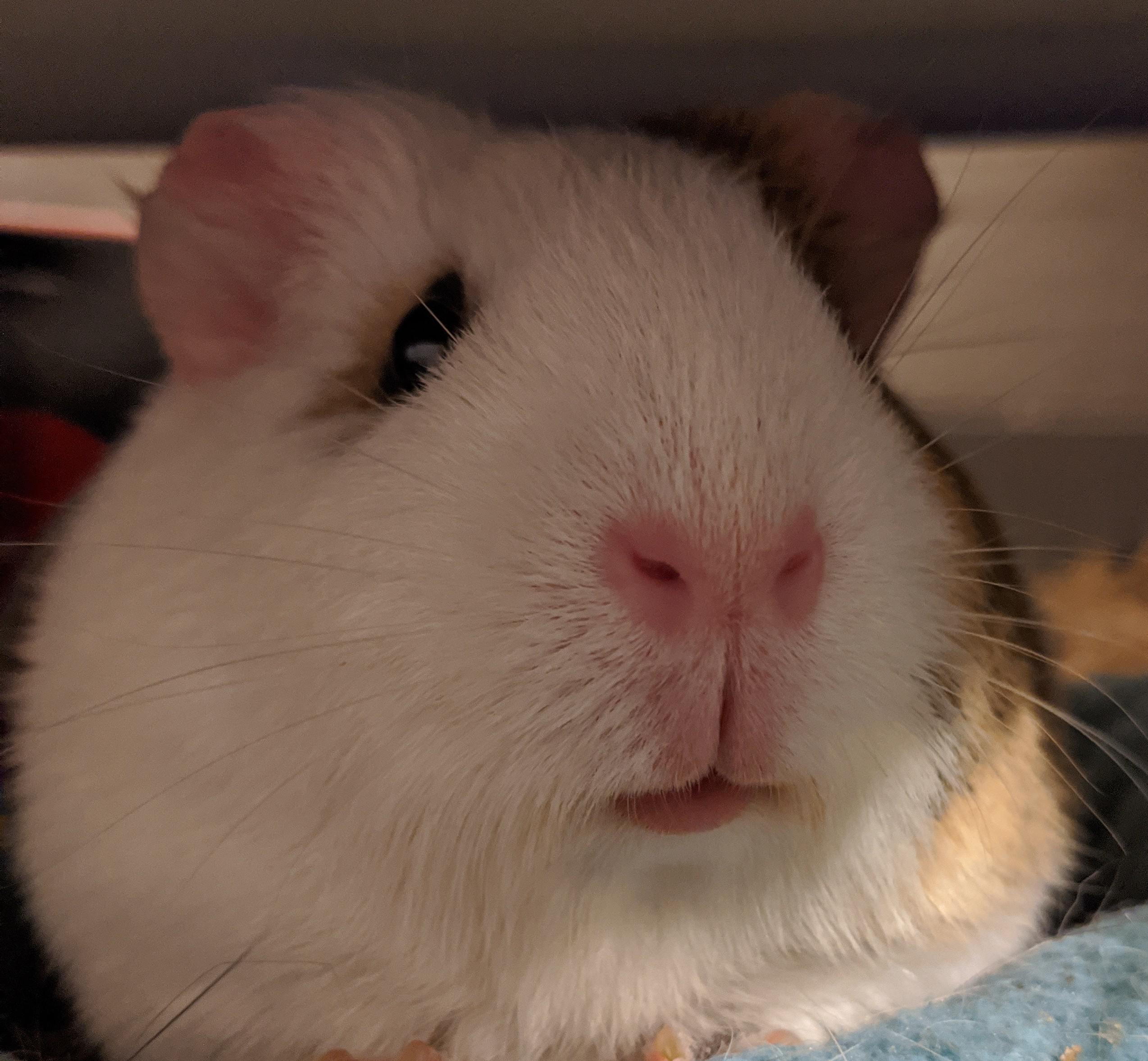 Cute Guinea Pig