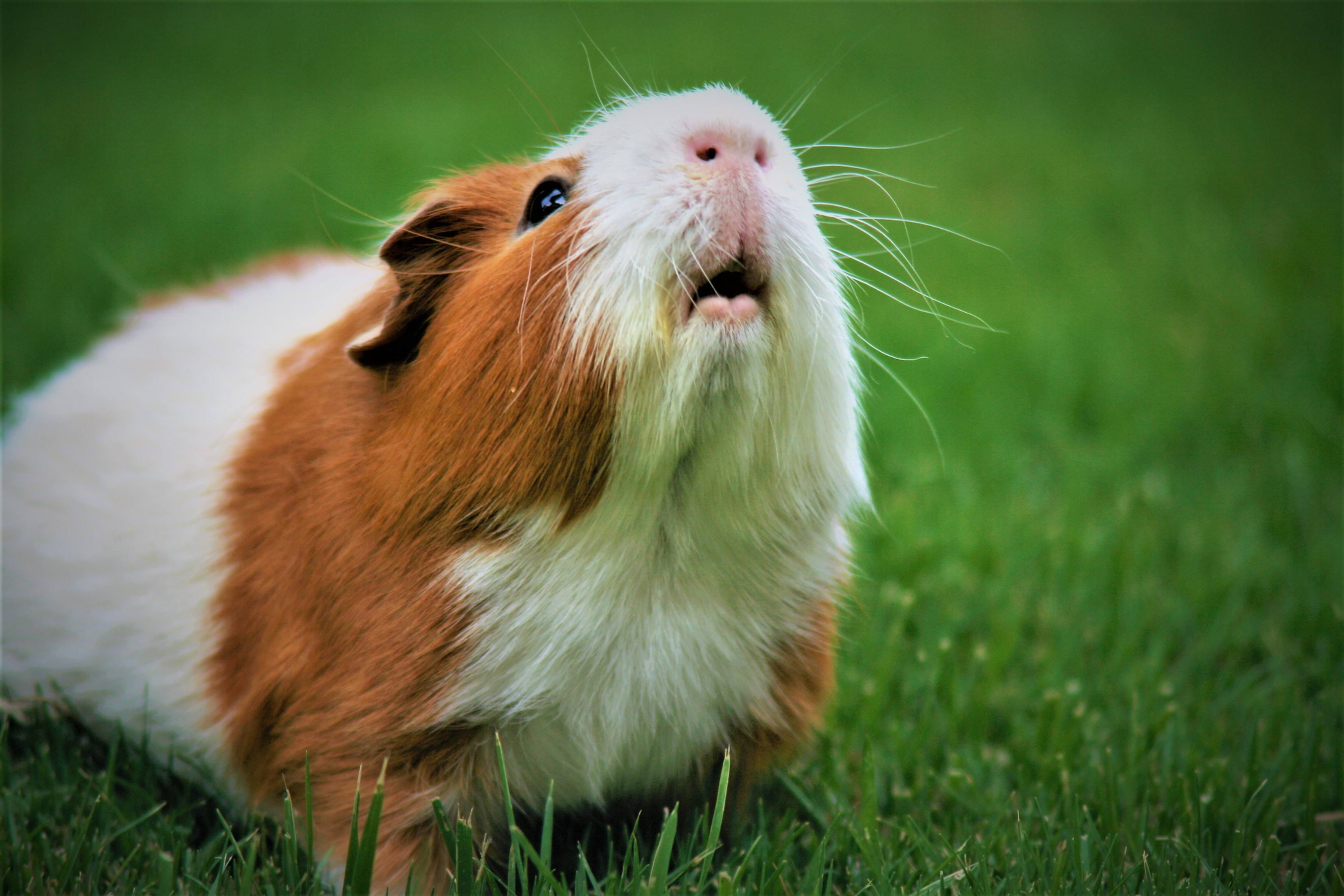 Baby Guinea Pig 1