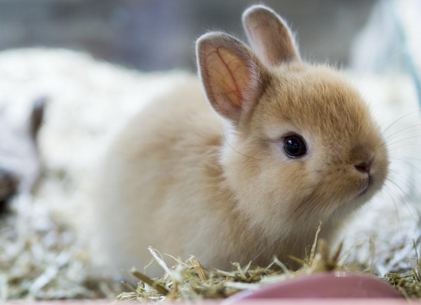 Smallest Rabbit Breed