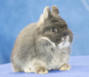 Cute Tiny Rabbit Breeds