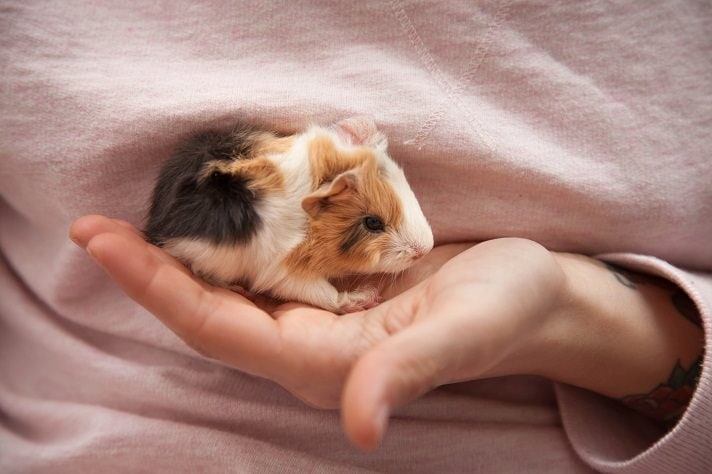 Newborn Guinea Pigs