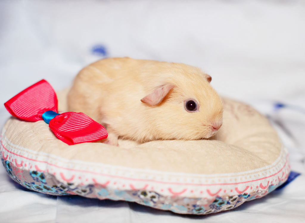 Newborn Guinea Pigs Closeup