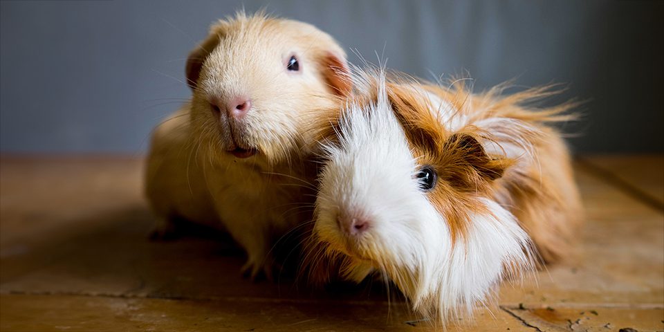 Playful guinea pig