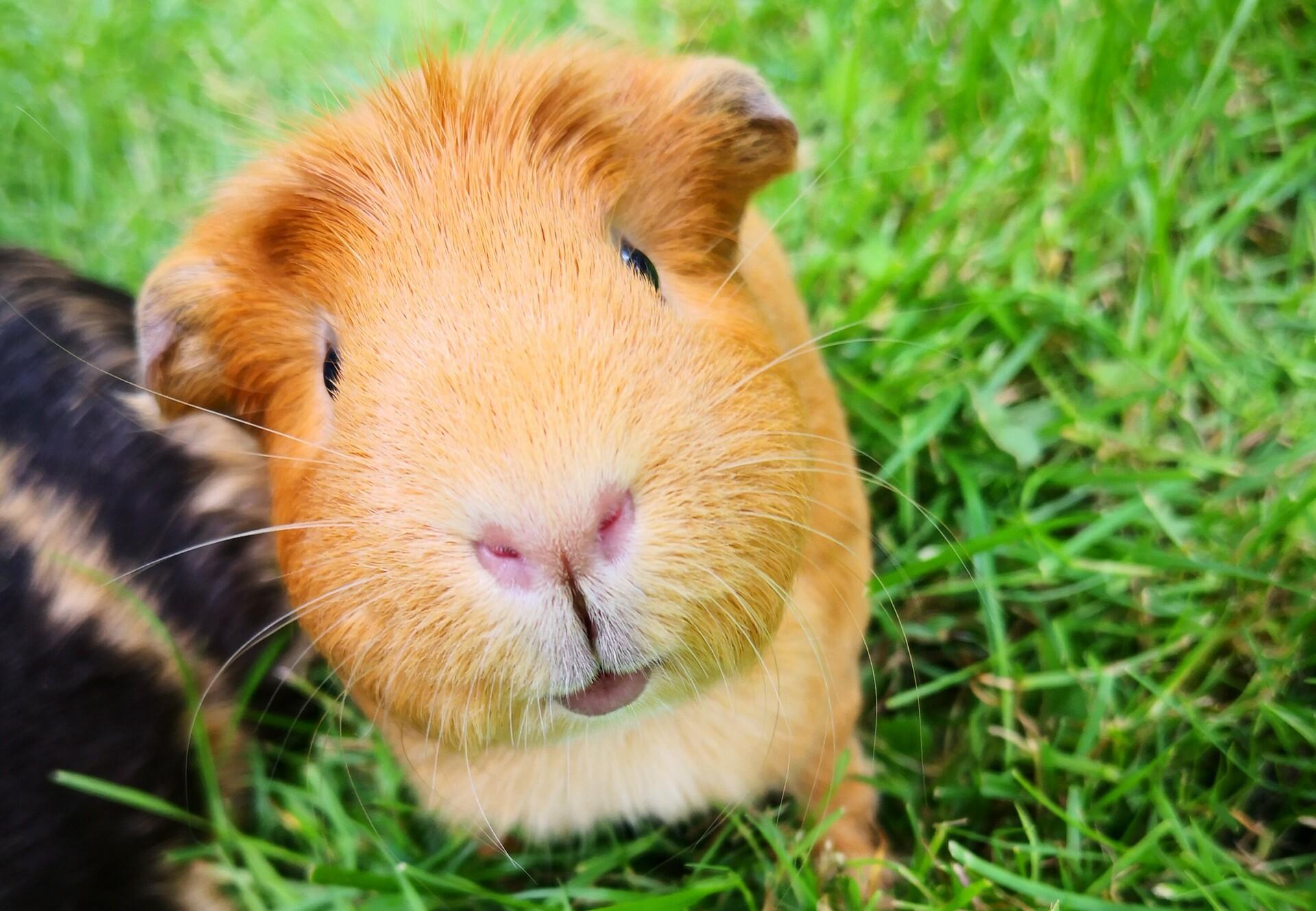 Baby guinea pig