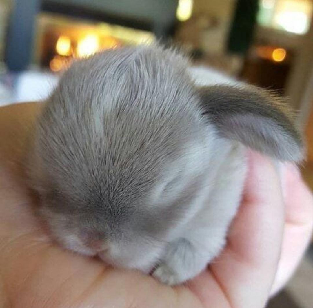 Cute Bunny