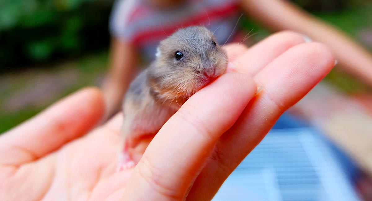 Cute Baby Dwarf Hamster