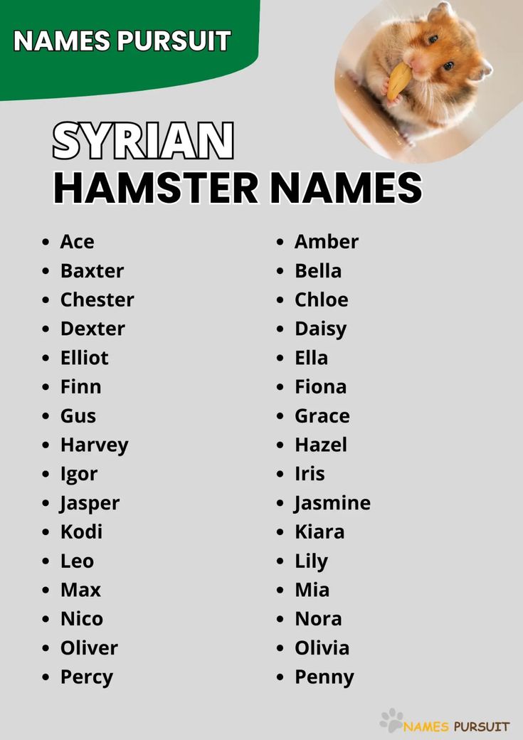 Adorable male hamster with creative name ideas