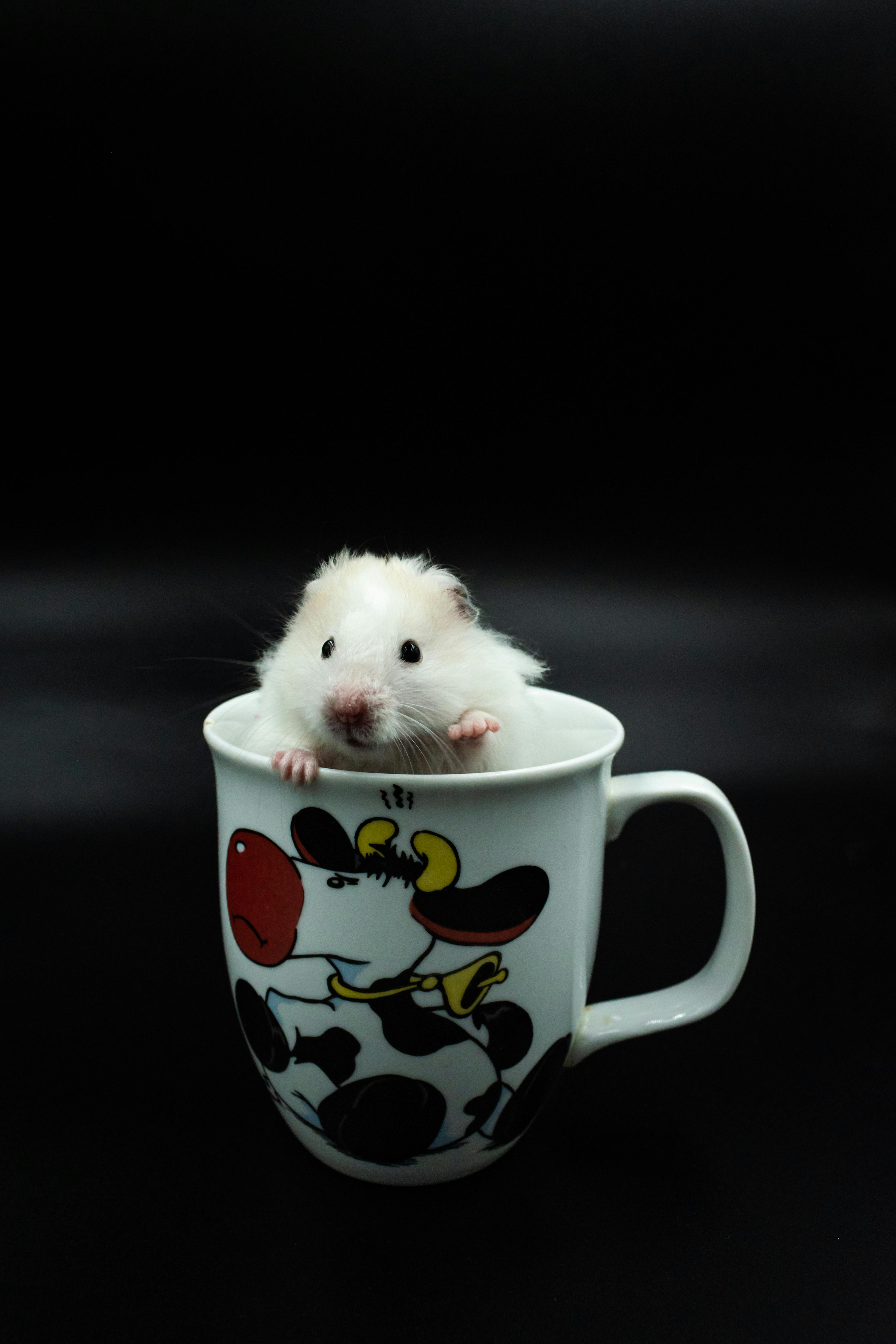 Roborovski Dwarf Hamster in Habitat