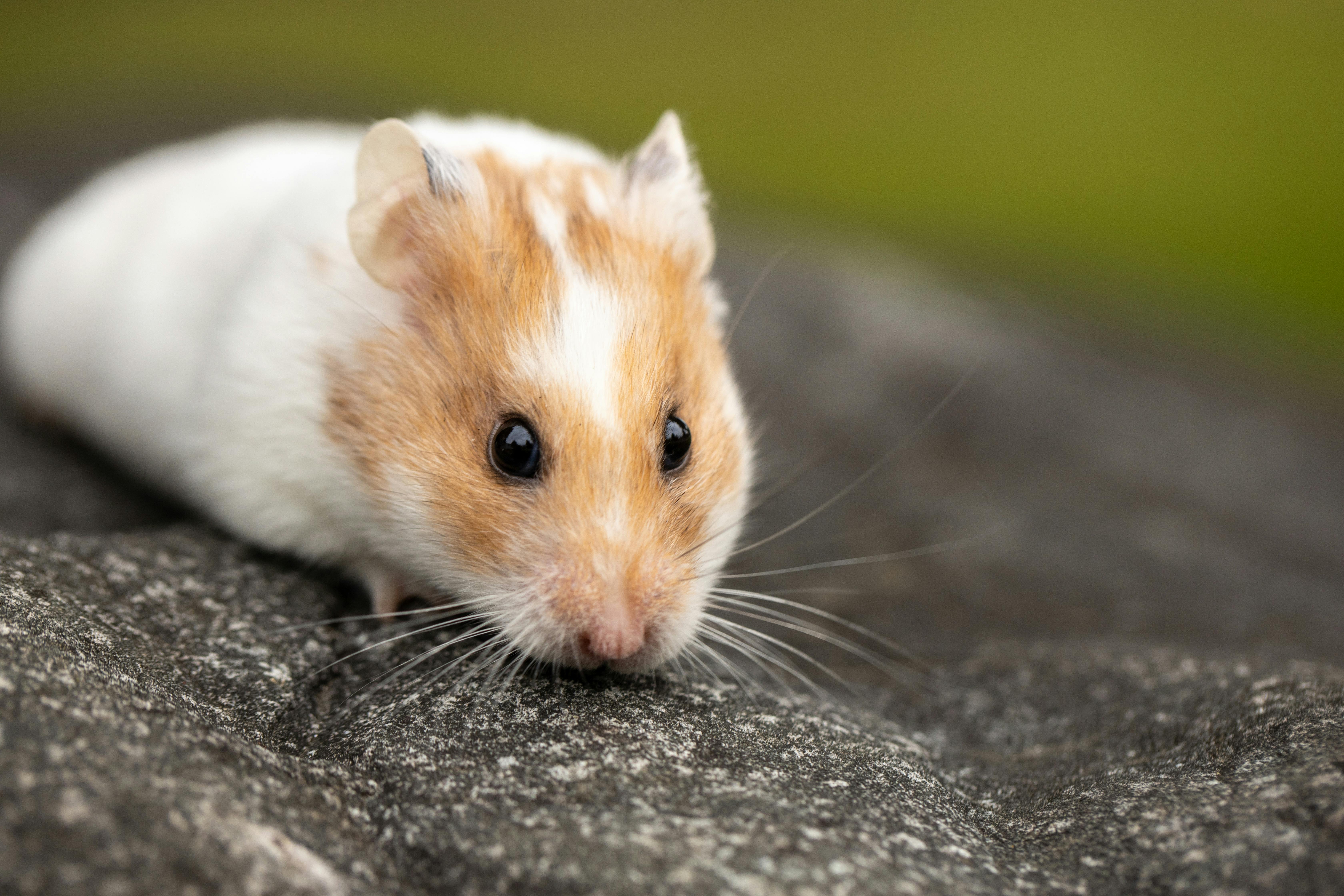 Robotic Dwarf Hamster