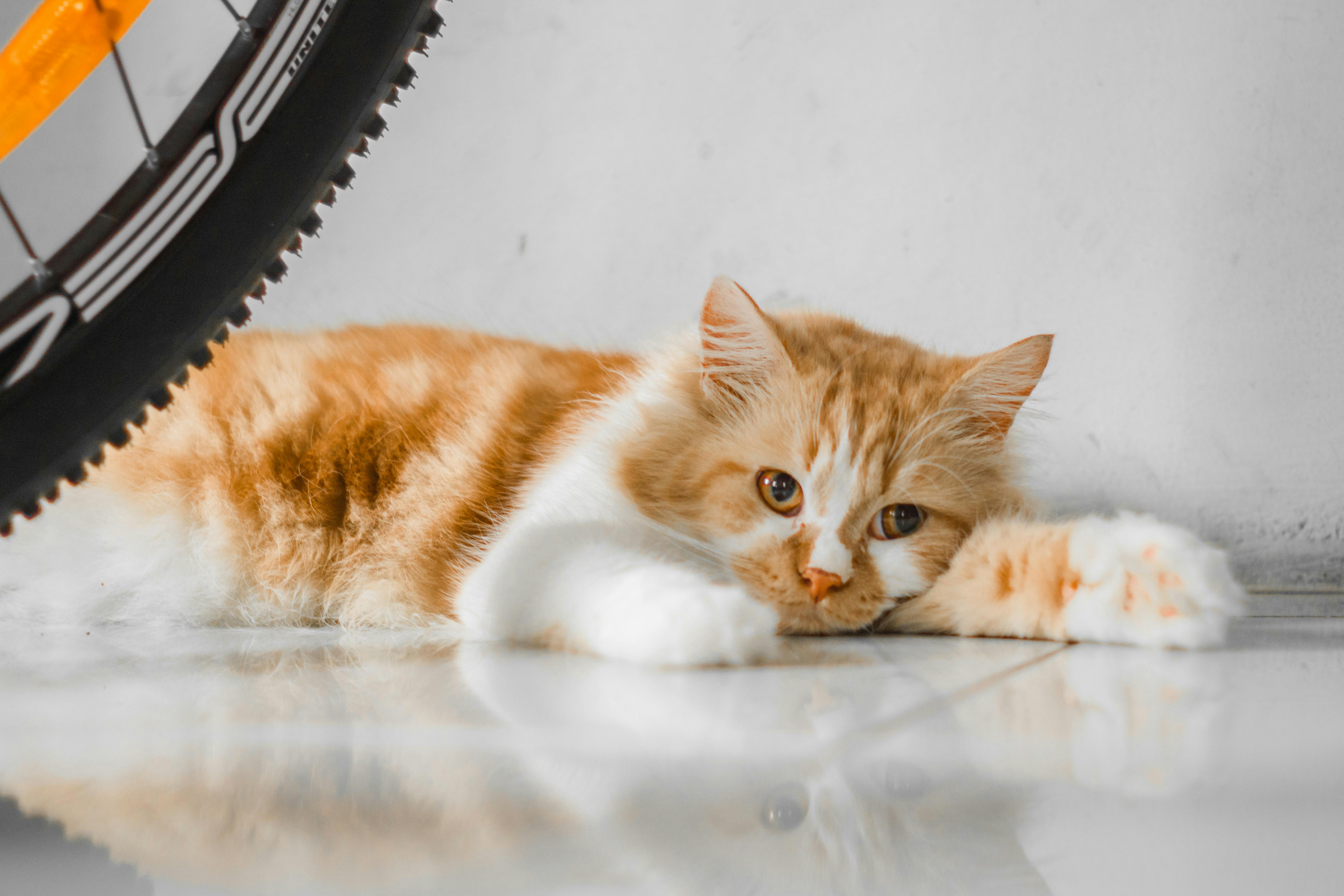 Cat Using Hamster Wheel