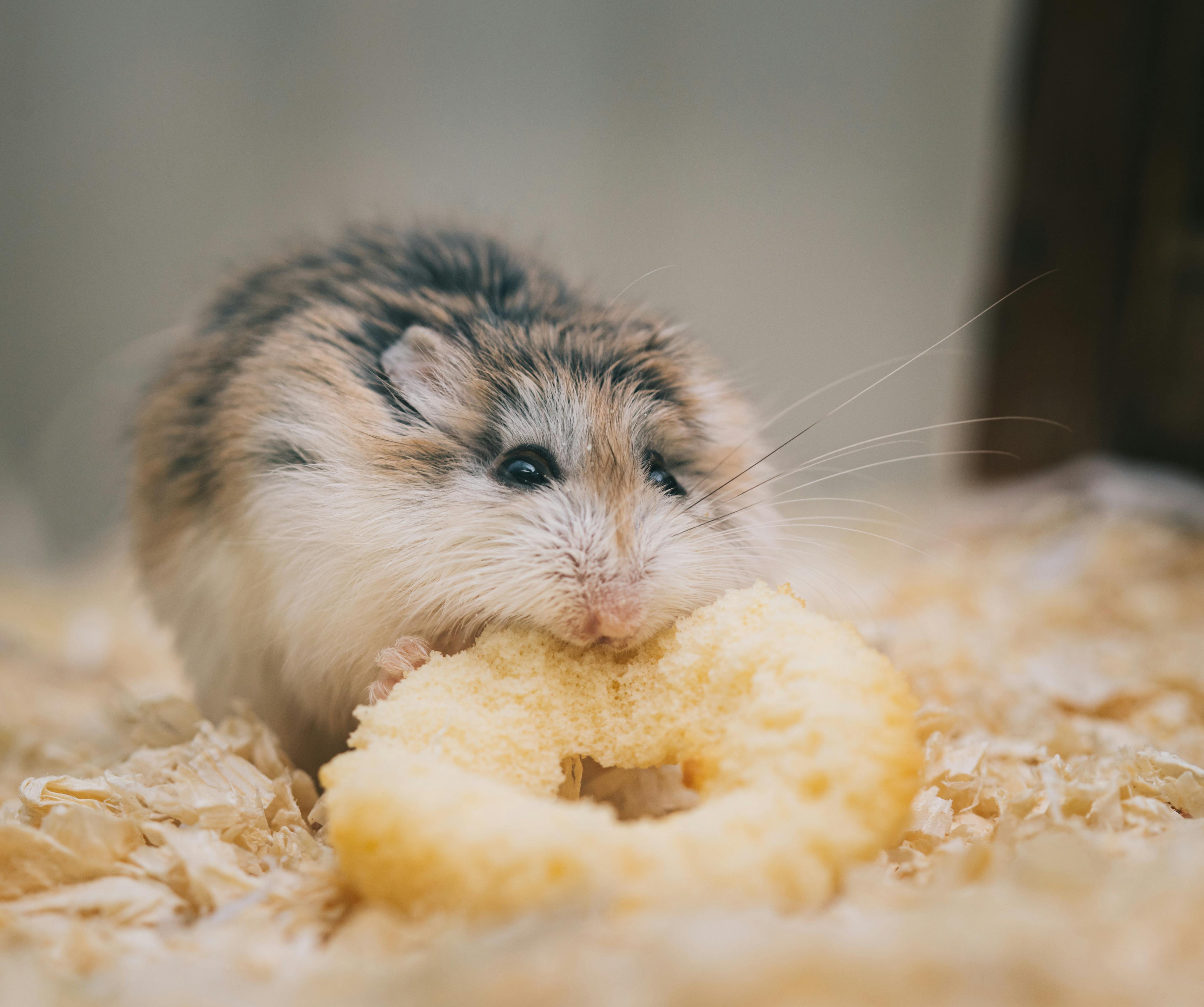 Roborovski Dwarf Hamster