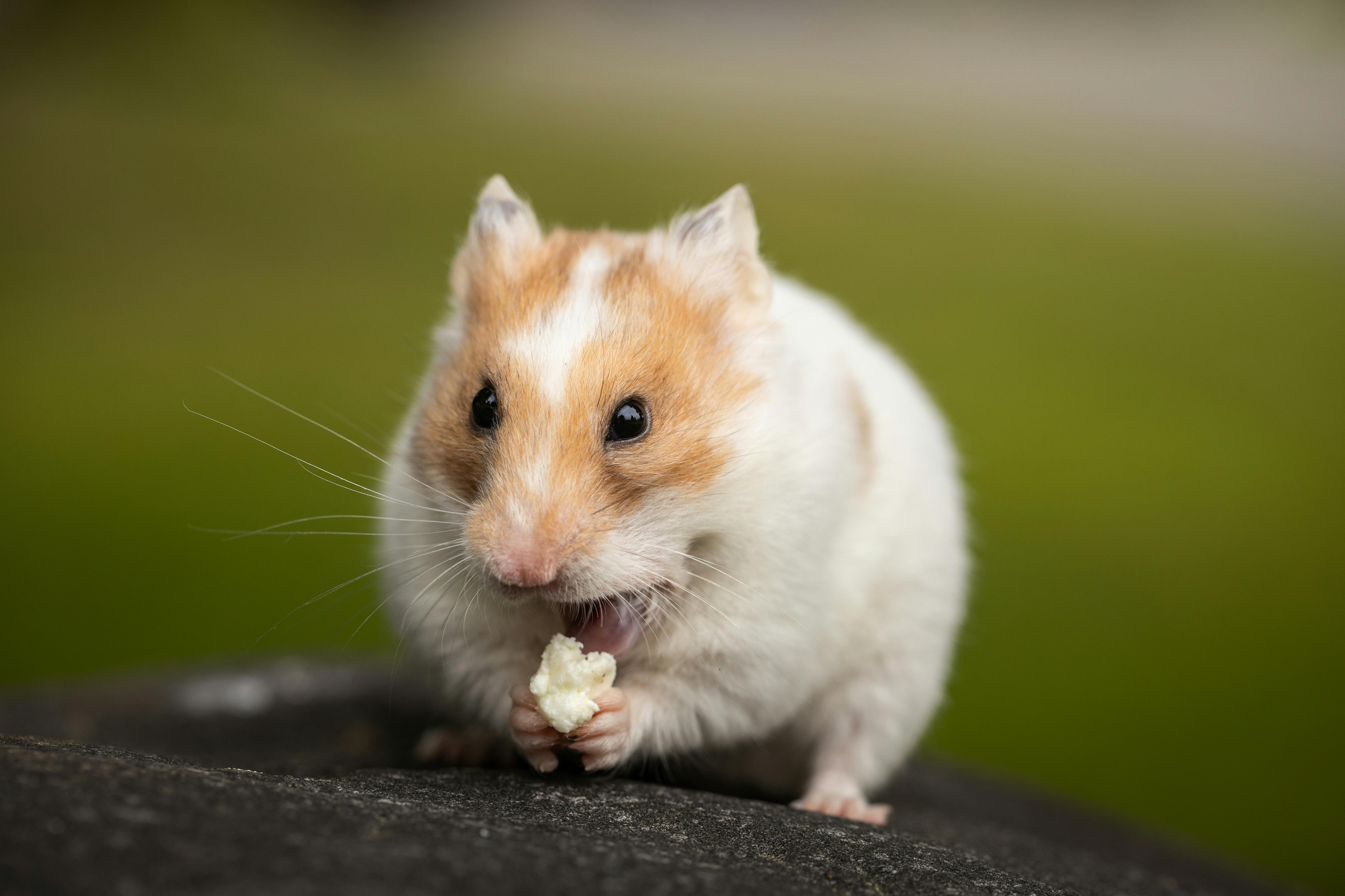 Dwarf Hamster Care