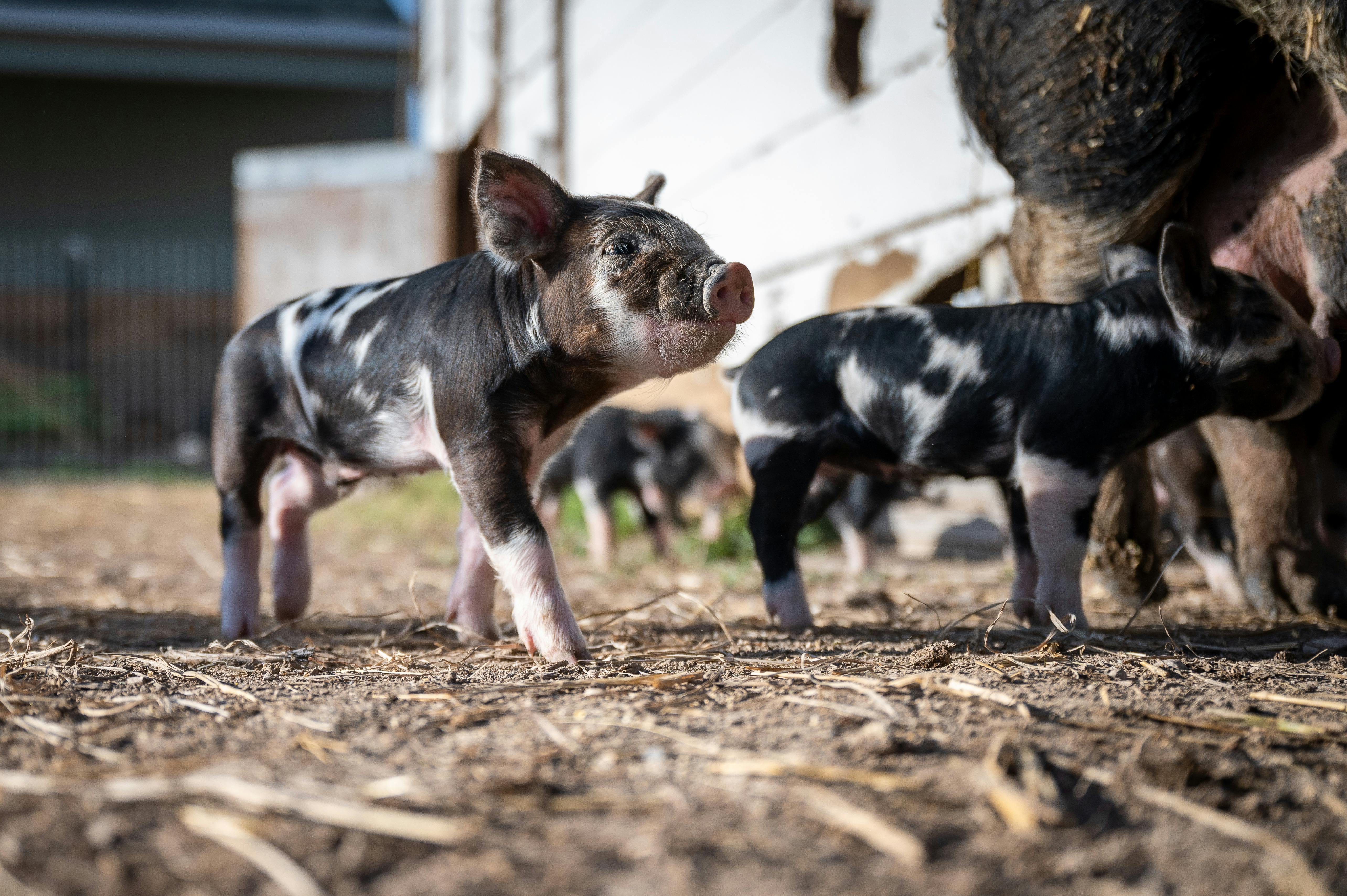 Healthy Pigs