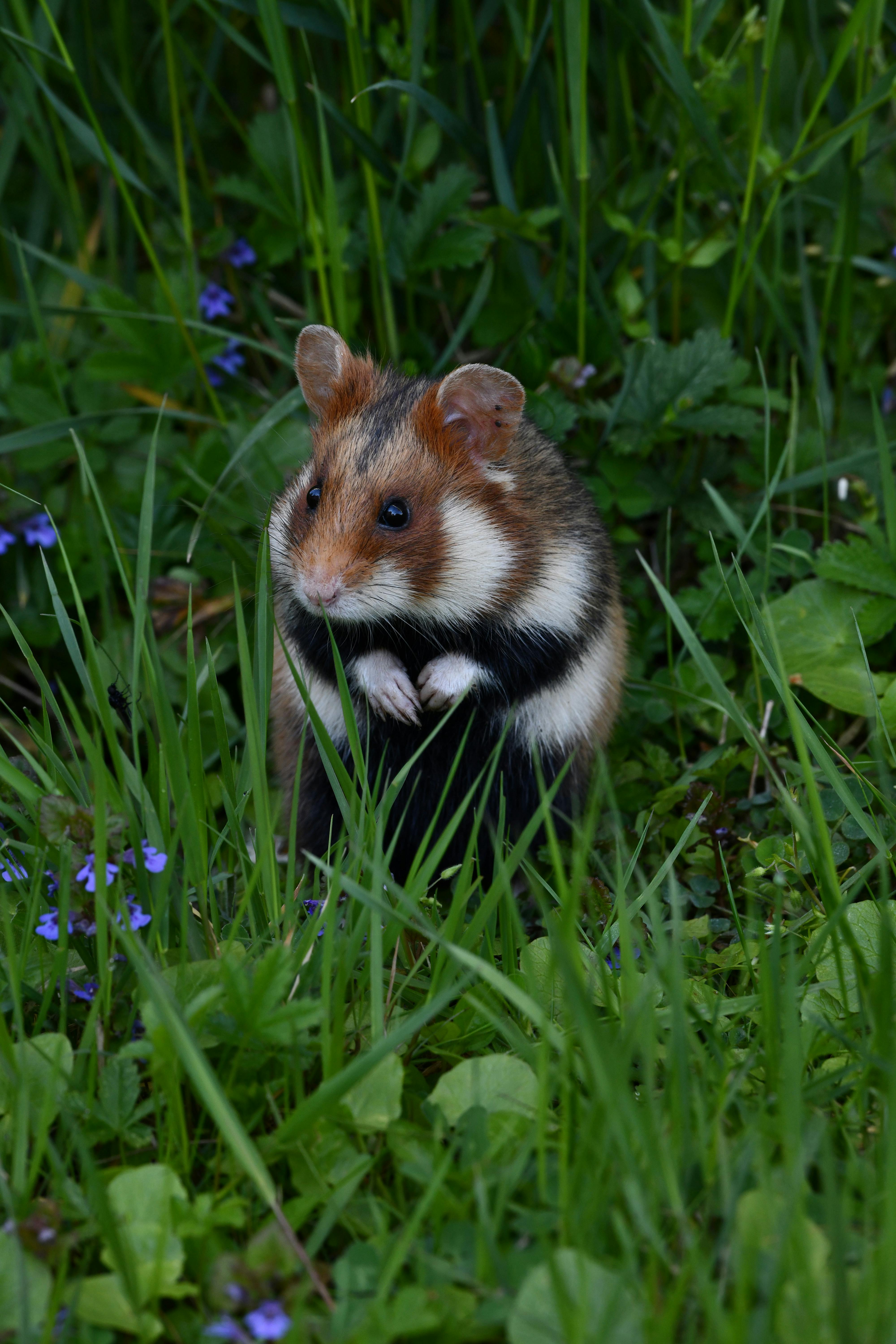 Adorable Hamsters